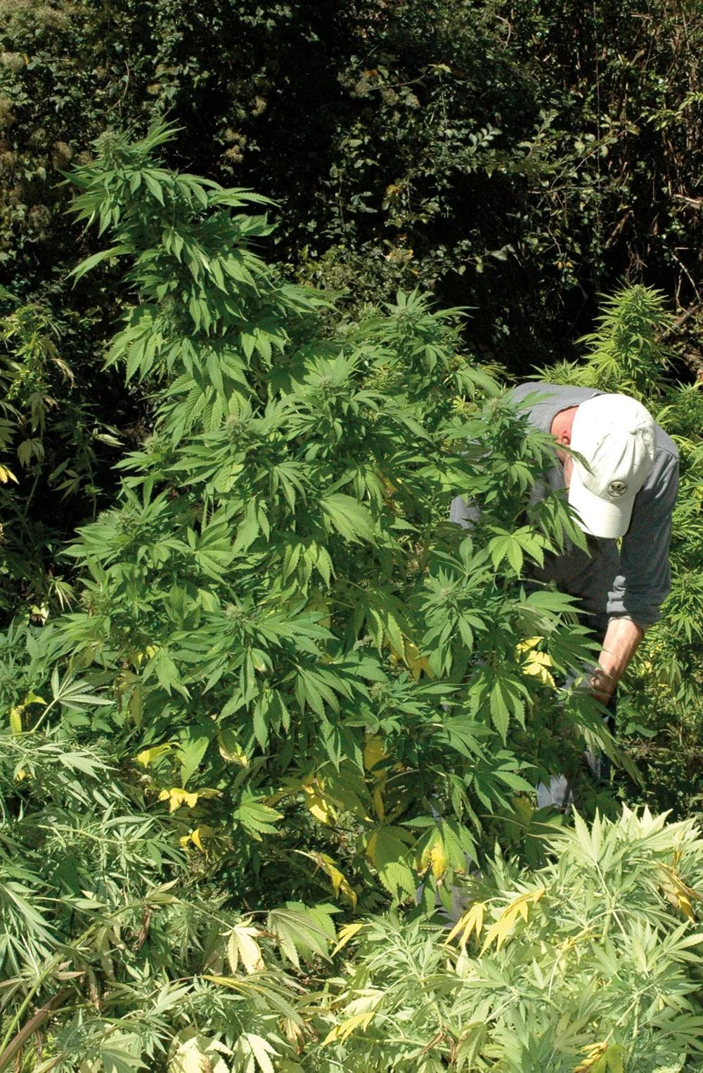 El aliento humano contiene una concentración de CO2 cien veces más alta que el aire. 