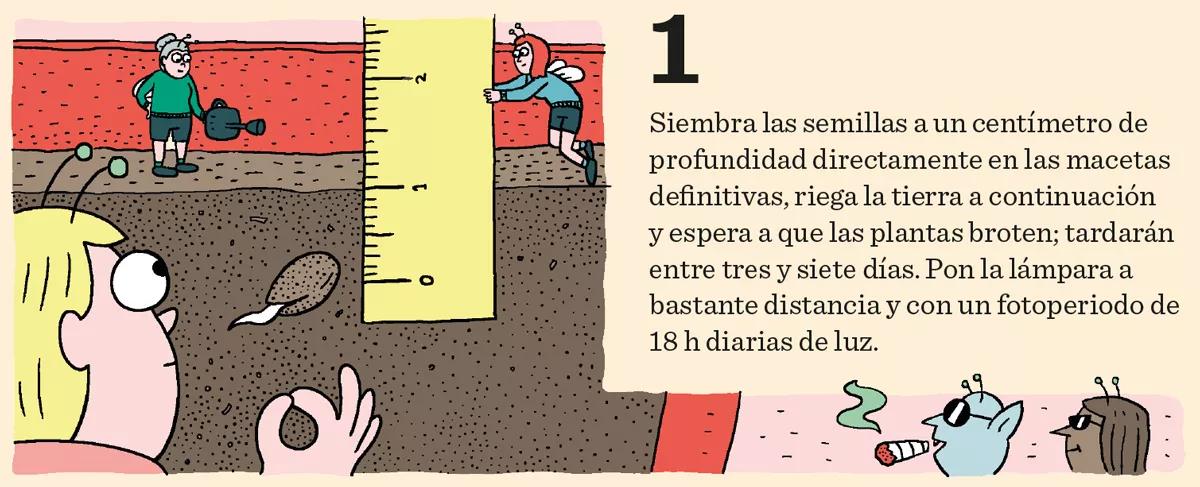 Aprende a cultivar ‘indoor’: doce pasos esenciales entre la germinación y la cosecha 