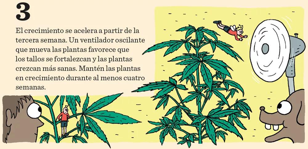 Aprende a cultivar ‘indoor’: doce pasos esenciales entre la germinación y la cosecha 