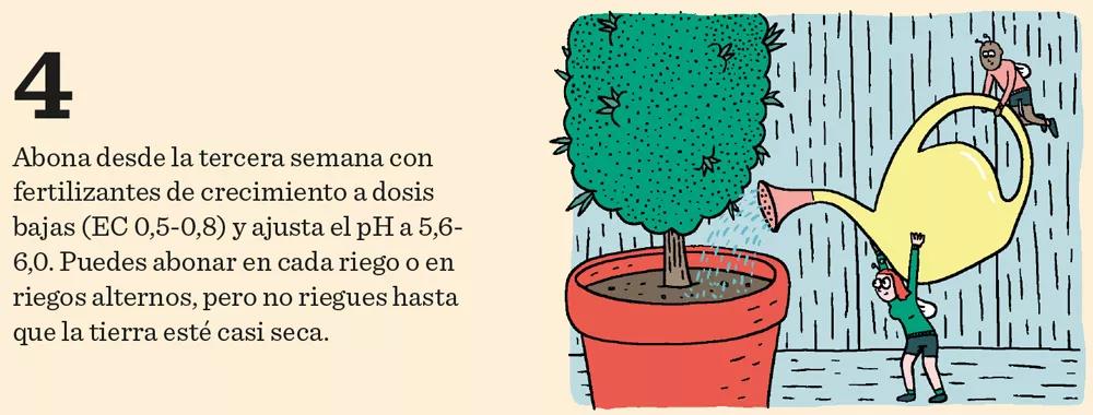 Aprende a cultivar ‘indoor’: doce pasos esenciales entre la germinación y la cosecha 