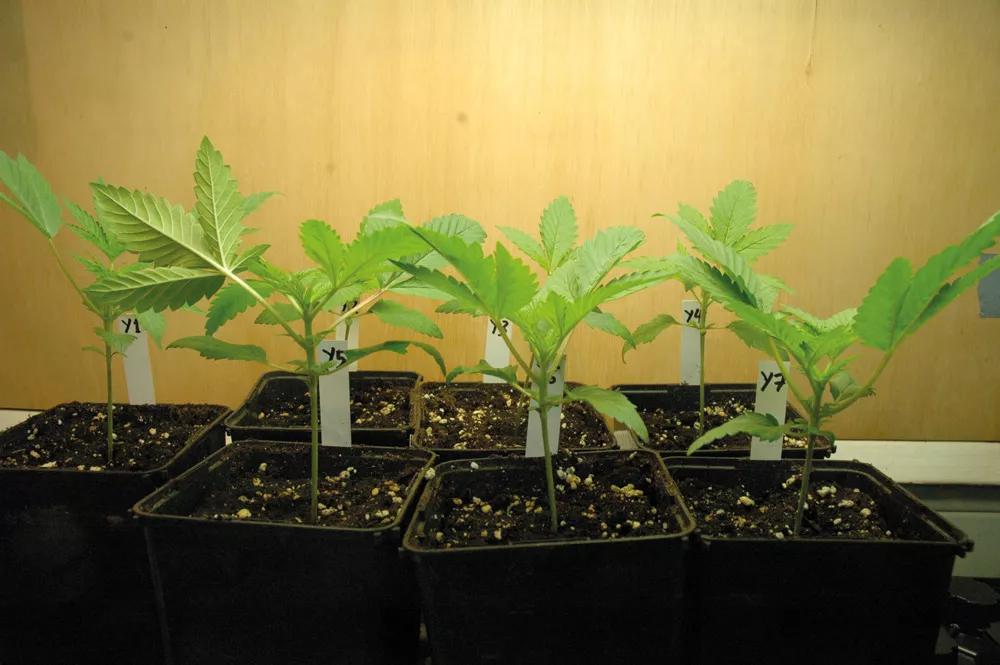 Plántulas de unos diez días con varios pares de hojas.