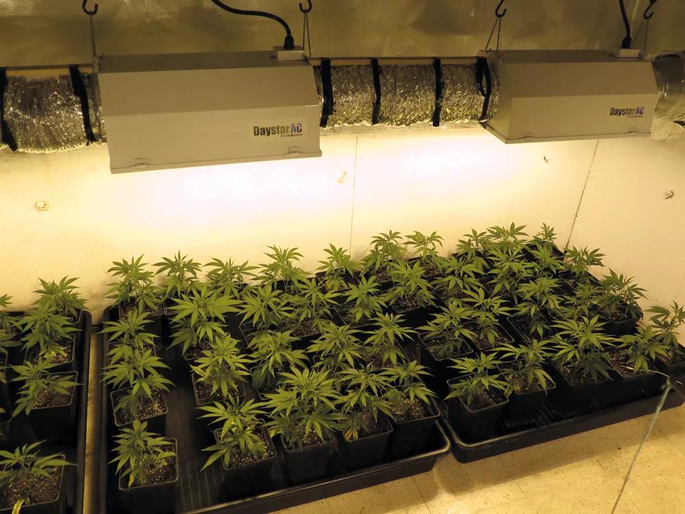 A partir de la tercera semana, el crecimiento se acelera mucho y hay que empezar a fertilizar.