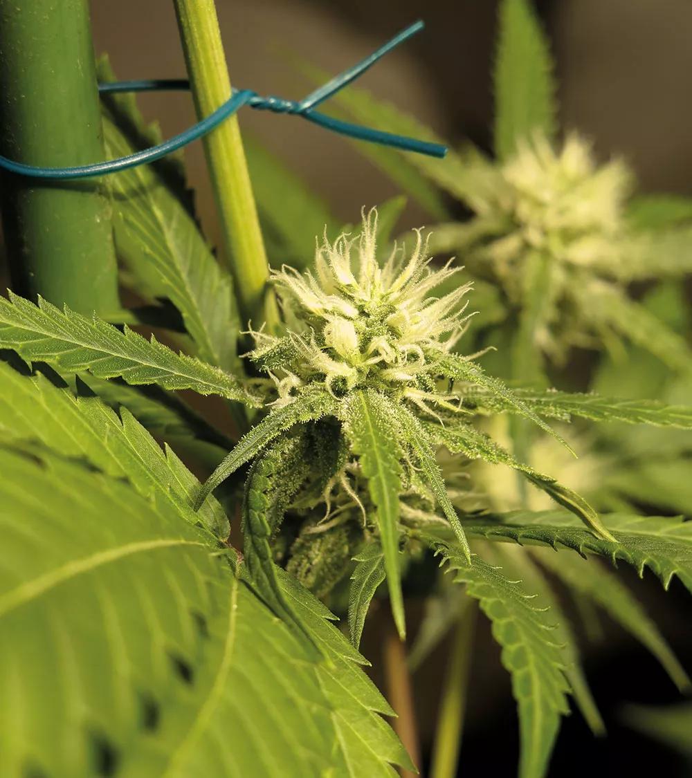 Fumigar periódicamente con un pesticida ecológico es la mejor opción para prevenir las plagas. 