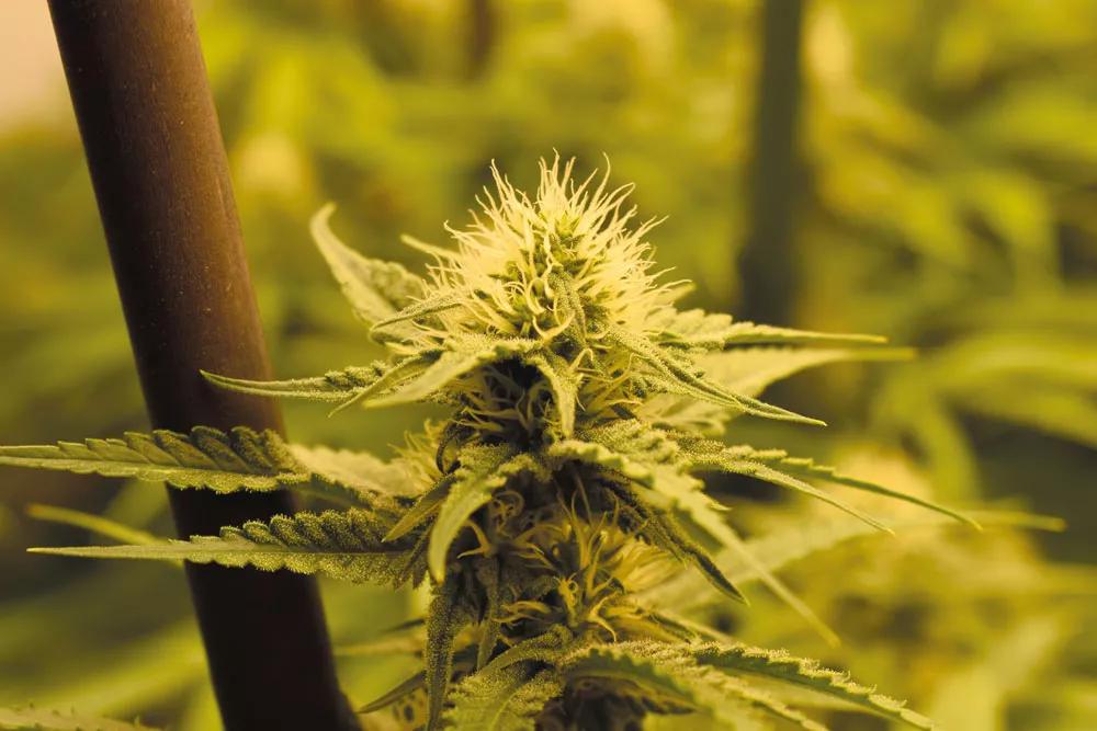 En la segunda mitad de la floración, el crecimiento vertical se detiene y la producción de flores se dispara. 