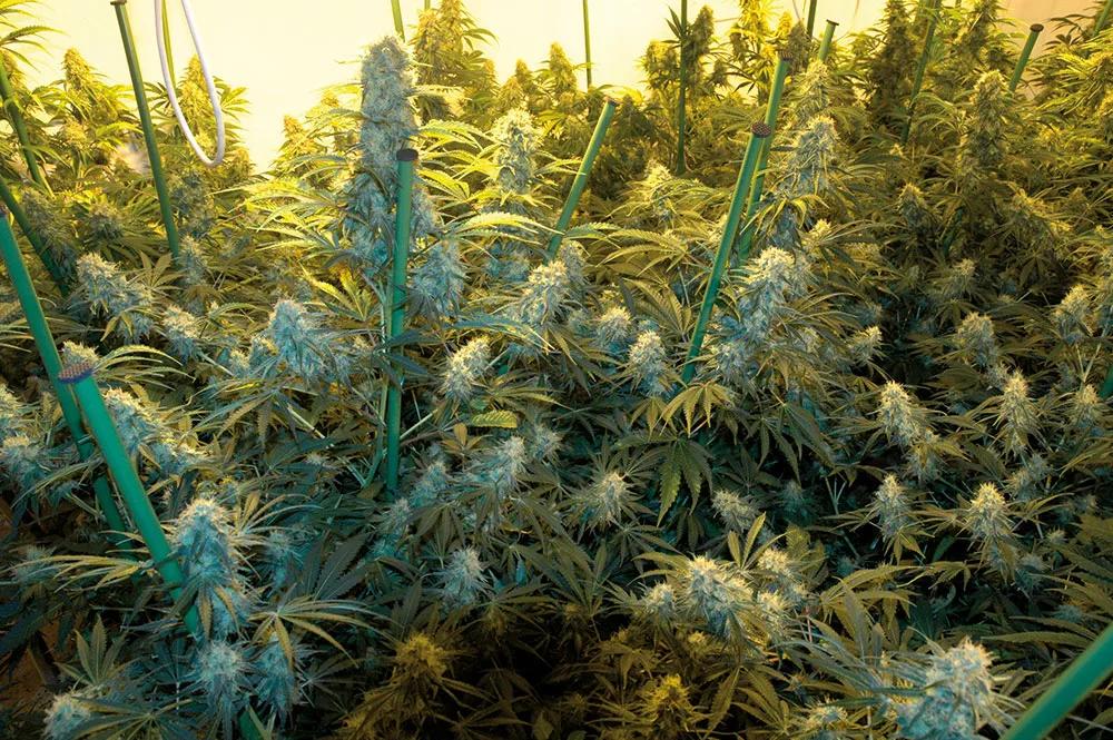 Los cogollos se vuelven densos, pesados y muy resinosos. 