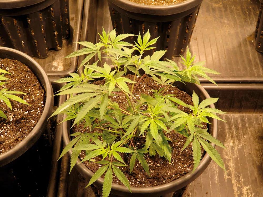 Ejemplo de planta despuntada en maceta grande: pronto será más ancha que alta. 