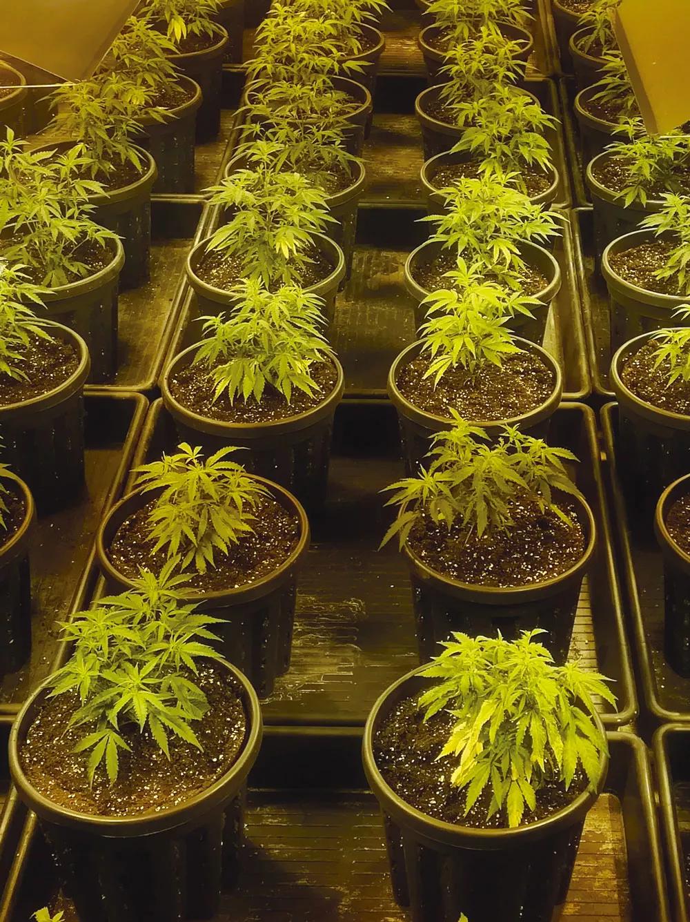 Mantén frescas las raíces usando macetas blancas y separándolas del suelo; las mallas son para protegerlas de perros, gatos y palomas. 