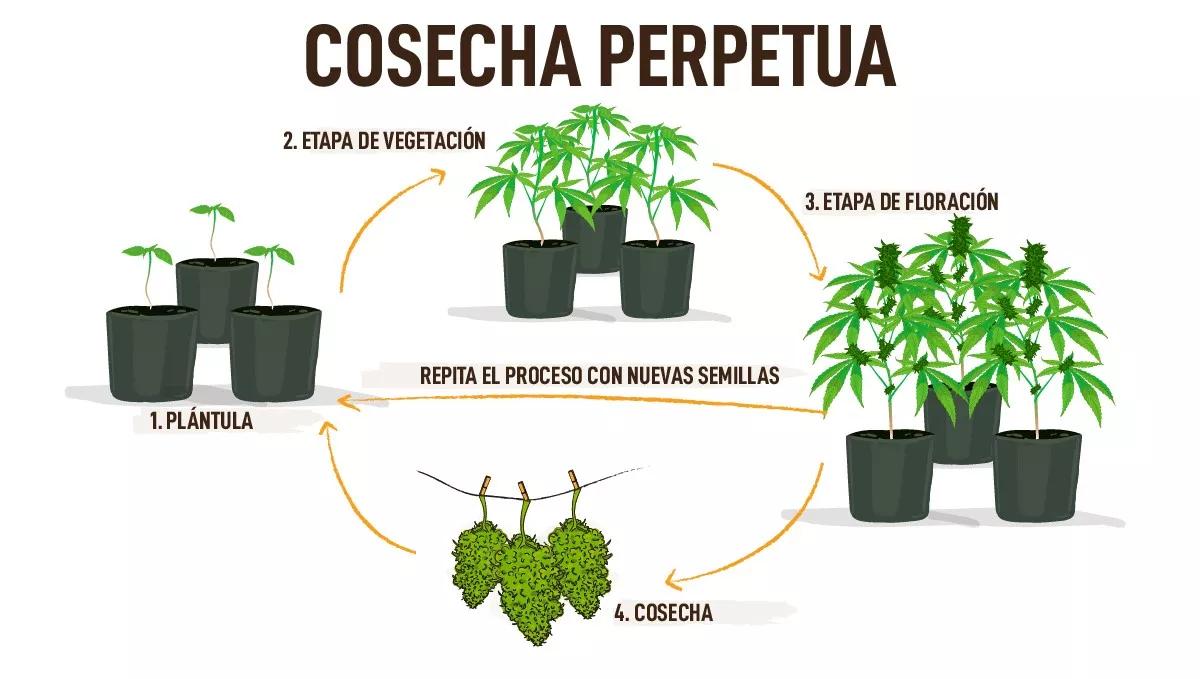 Cepas de Cannabis Autofloreciente