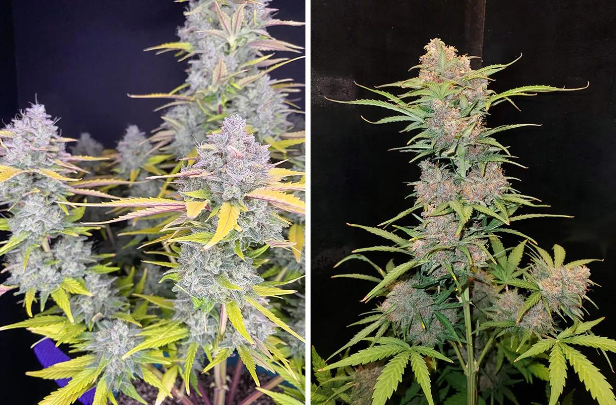 Gorilla Cookies Auto 1