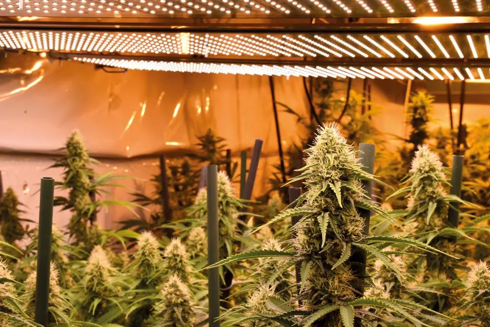 Las lámparas de led producen más luz y menos calor por cada vatio consumido.