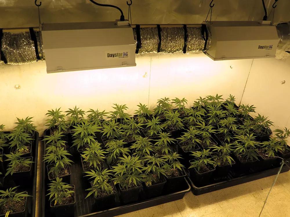 En la fase de crecimiento, las plantas pueden crecer sanas con niveles de iluminación más bajos. 