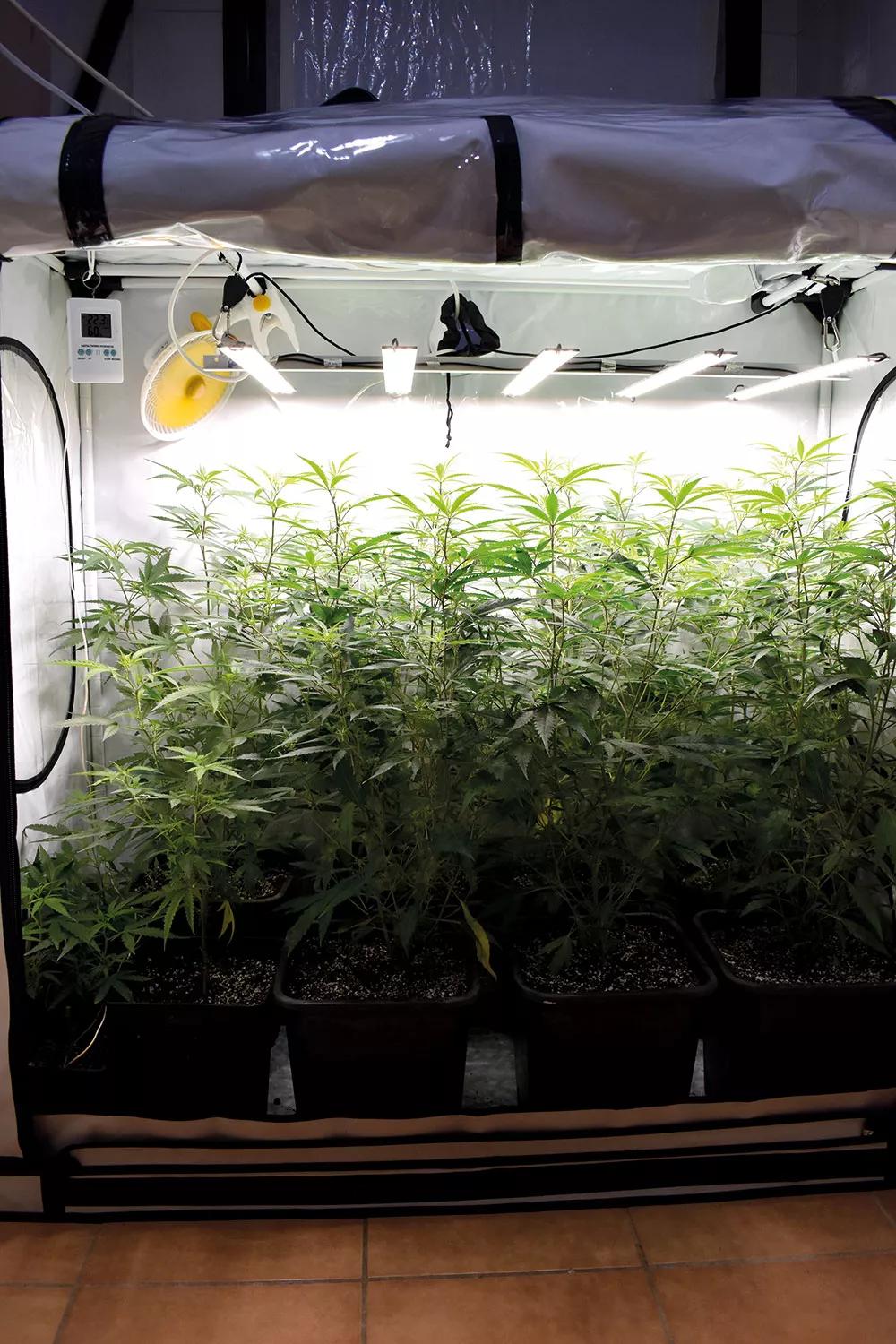 Aumentando la densidad de plantas, podremos reducir el tiempo de crecimiento. 