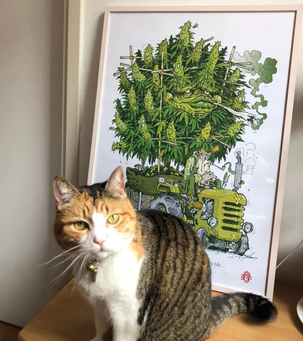 Mossy Giant, el gigante psicoactivo 