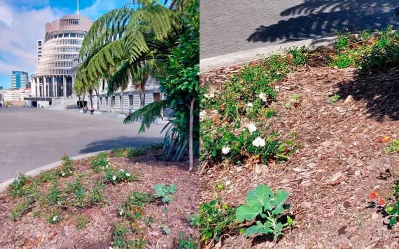 Descubren plantas de marihuana en el jardín del Parlamento neozelandés