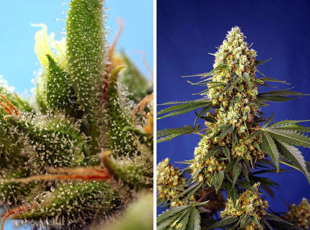 Strawberry Banana Gelato XL Auto® (SWS99)