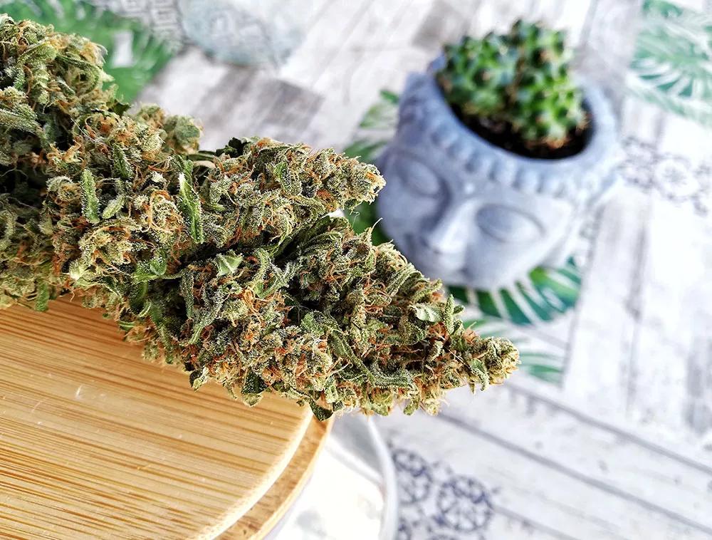 Deimos de Buddha Seeds es una variedad de predominancia índica, autofloreciente ideal para inducirte a la calma y el relax.