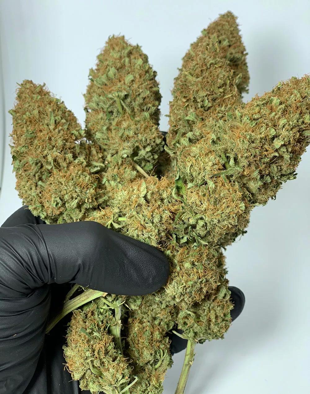 Morpheus de Buddha Seeds