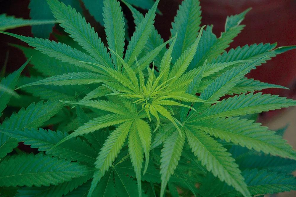 Abona orgánico y cosecha los mejores cogollos 