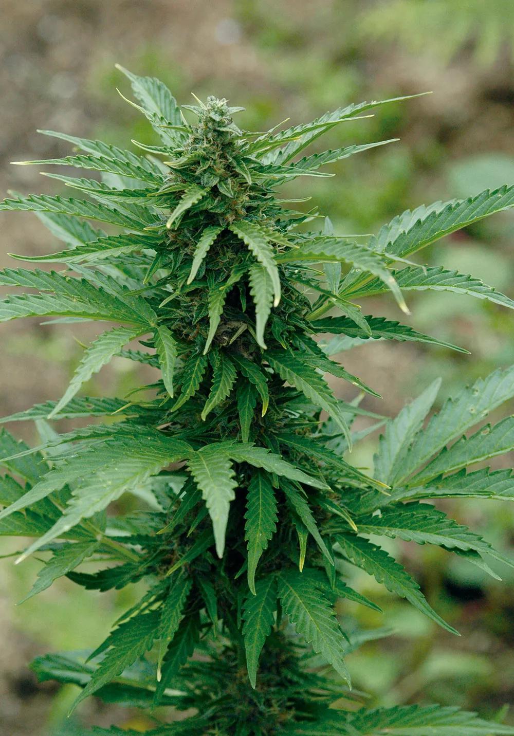 Abona orgánico y cosecha los mejores cogollos 