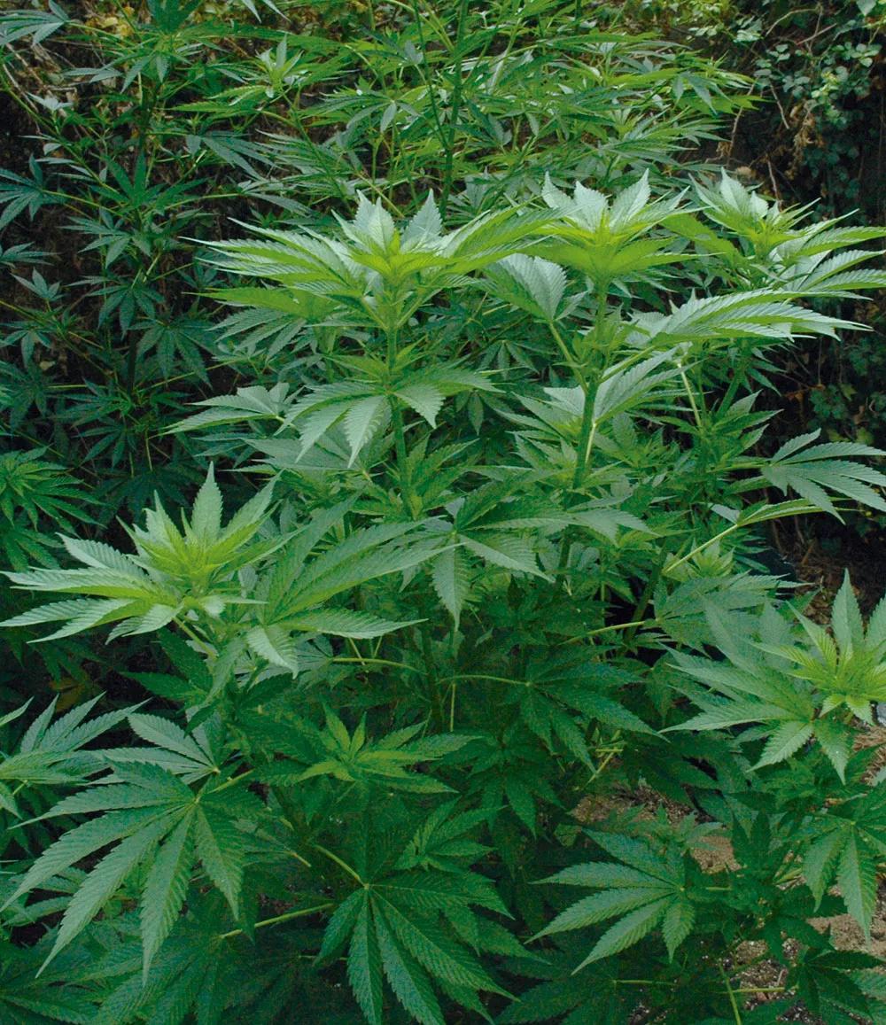 Abona orgánico y cosecha los mejores cogollos 