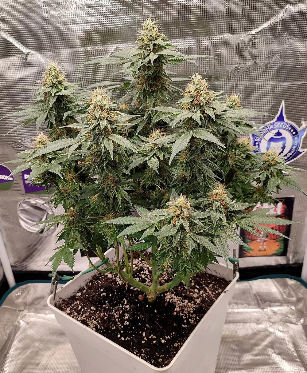 Buddha Gelato USA Collection Strains