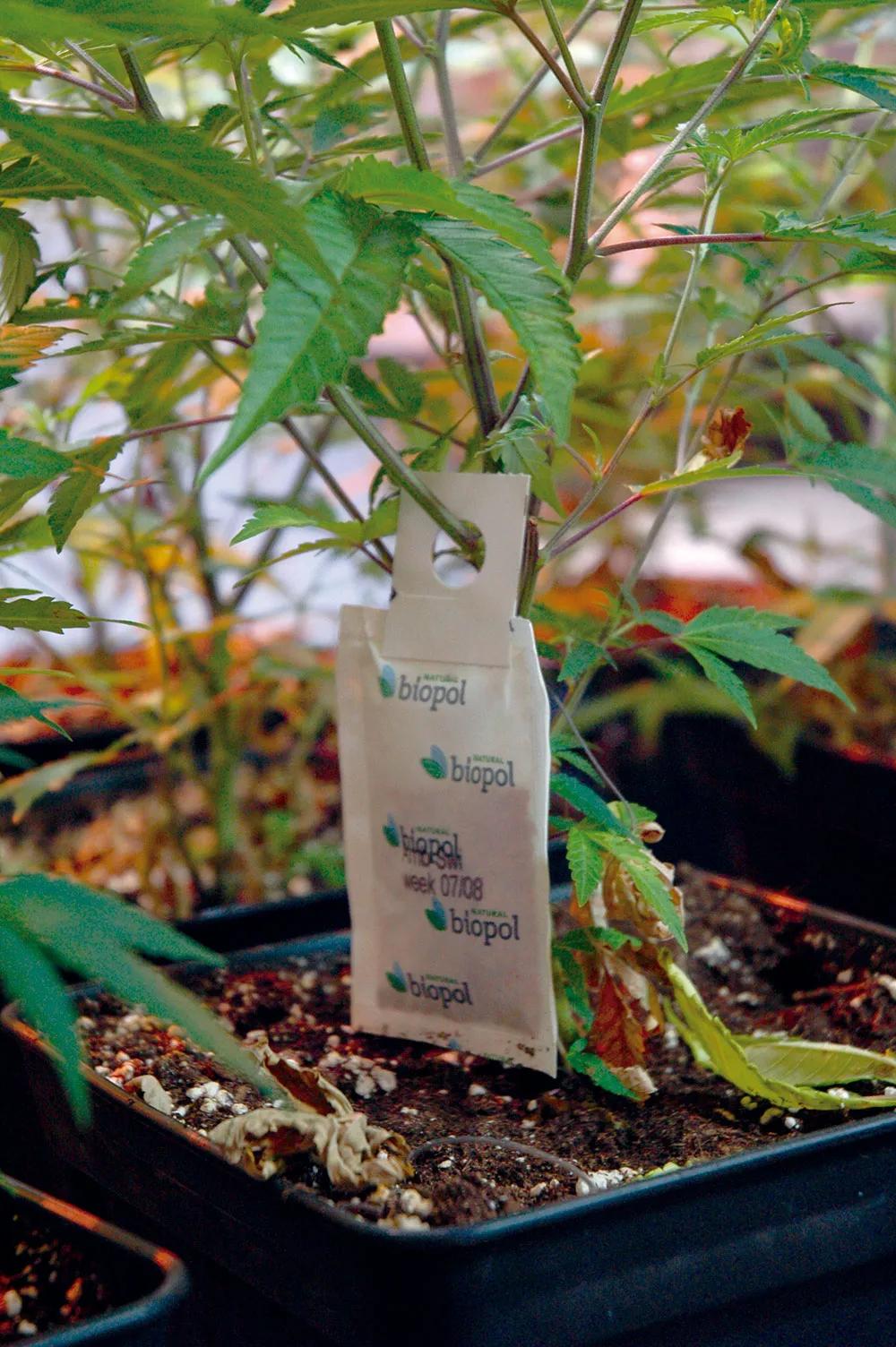 Fumigaremos siempre cuando las plantas no estén al sol para evitar quemaduras en las hojas. 