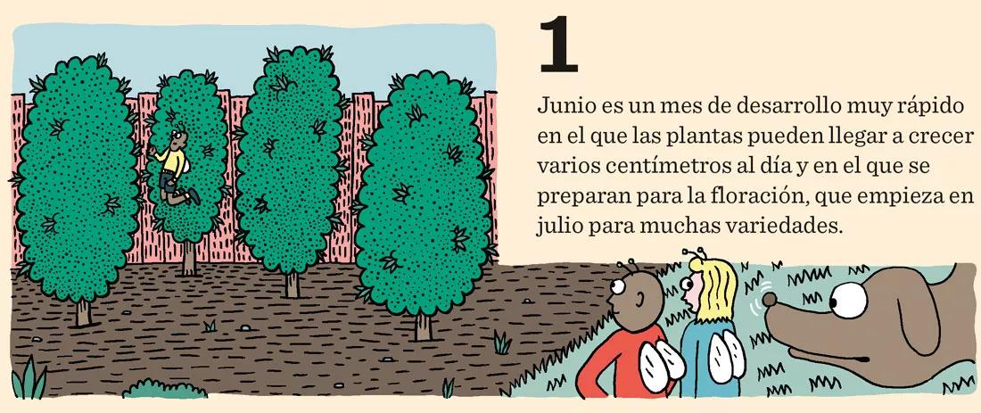 Diez trucos para junio: cómo preparar las plantas para una buena floración