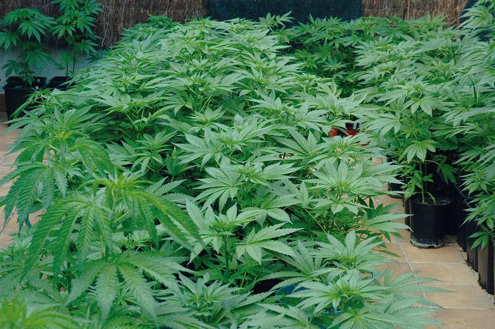 La clásica imagen de un cultivo en junio: verde, verde y más verde. 