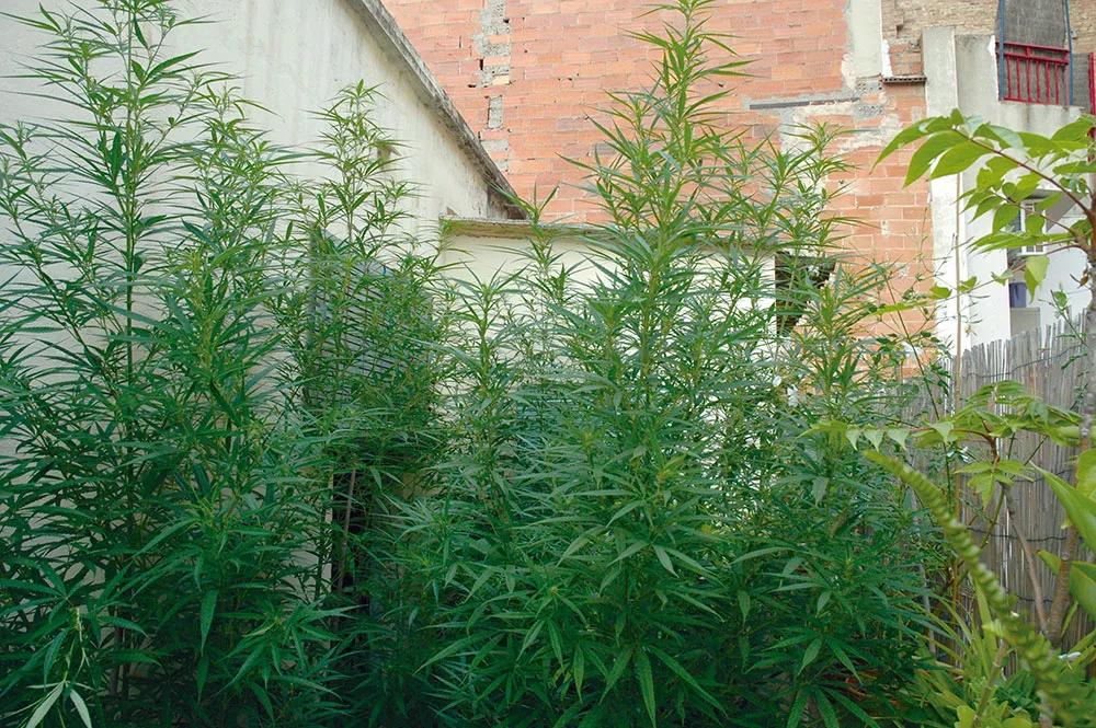 Estas plantas están a la vista de todo el vecindario; mala idea si se quieren evitar robos o denuncias. 