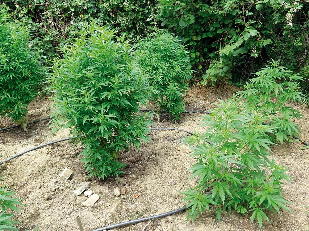 El riego por goteo es un gran sistema para regar sin trabajar, especialmente en el suelo, donde el abonado frecuente no es tan necesario. 