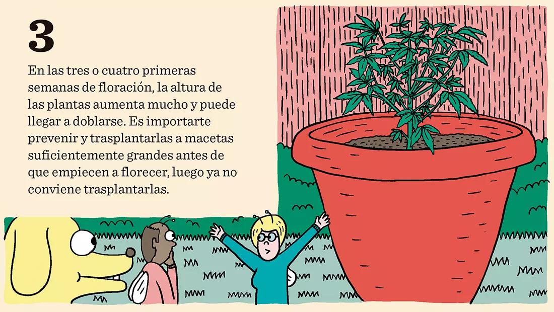 Diez trucos para dominar la floración