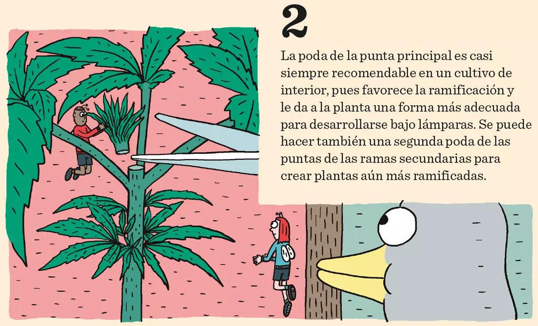 Ocho sugerencias sobre defoliación en interior 