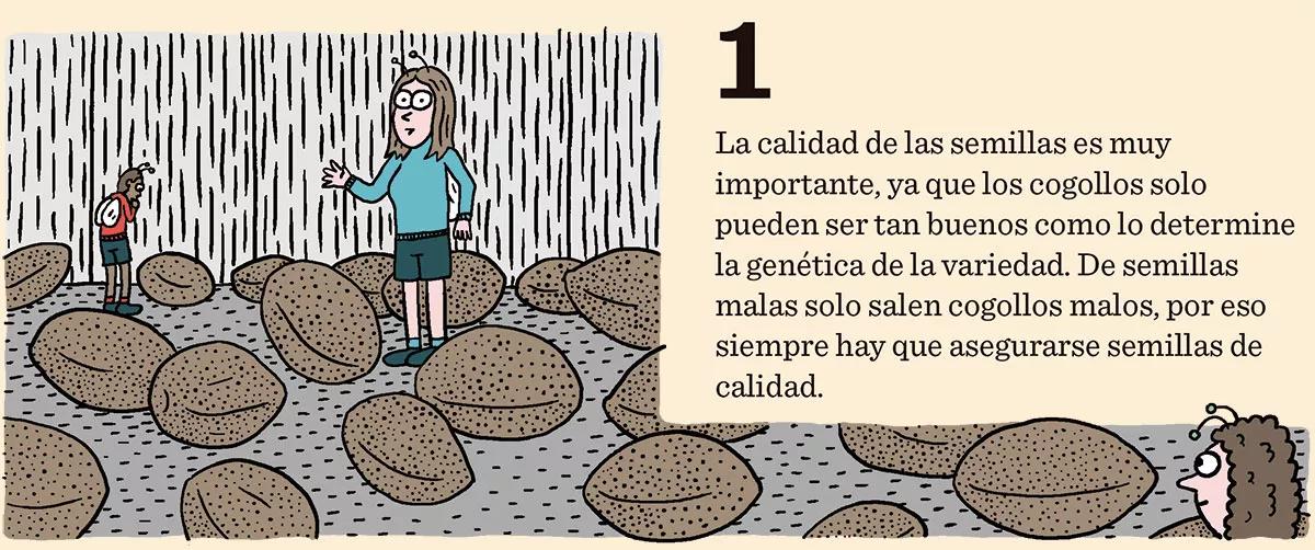 Diez consejos para escoger semillas 