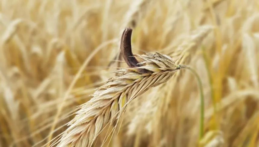 alcaloides de cornezuelo