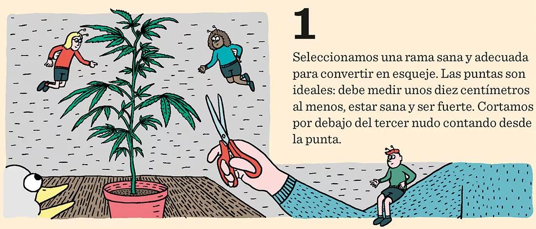 Sacar nuestros propios esquejes en diez pasos