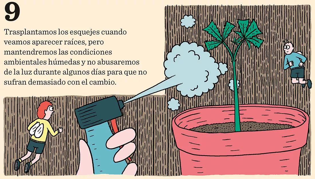 Sacar nuestros propios esquejes en diez pasos