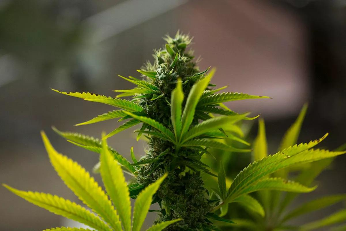 Argentina: tango, fútbol y mucha, mucha marihuana