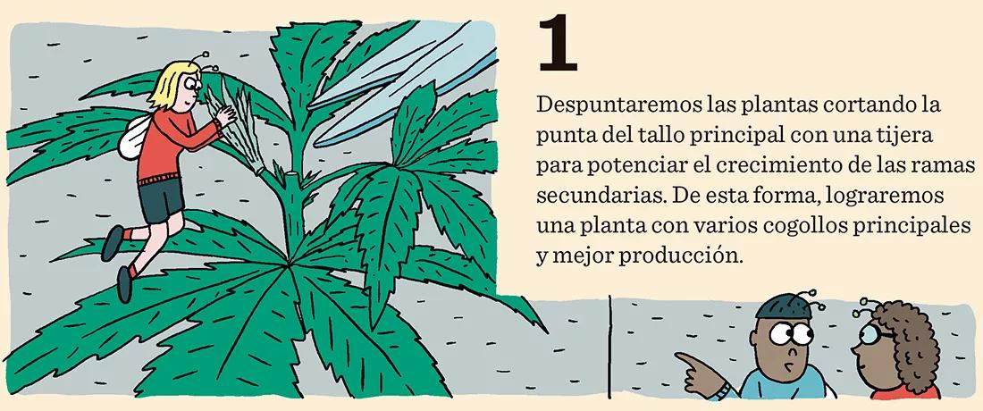1.	Despuntaremos las plantas cortando la punta del tallo principal con una tijera para potenciar el crecimiento de las ramas secundarias. De esta forma, lograremos una planta con varios cogollos principales y mejor producción. 