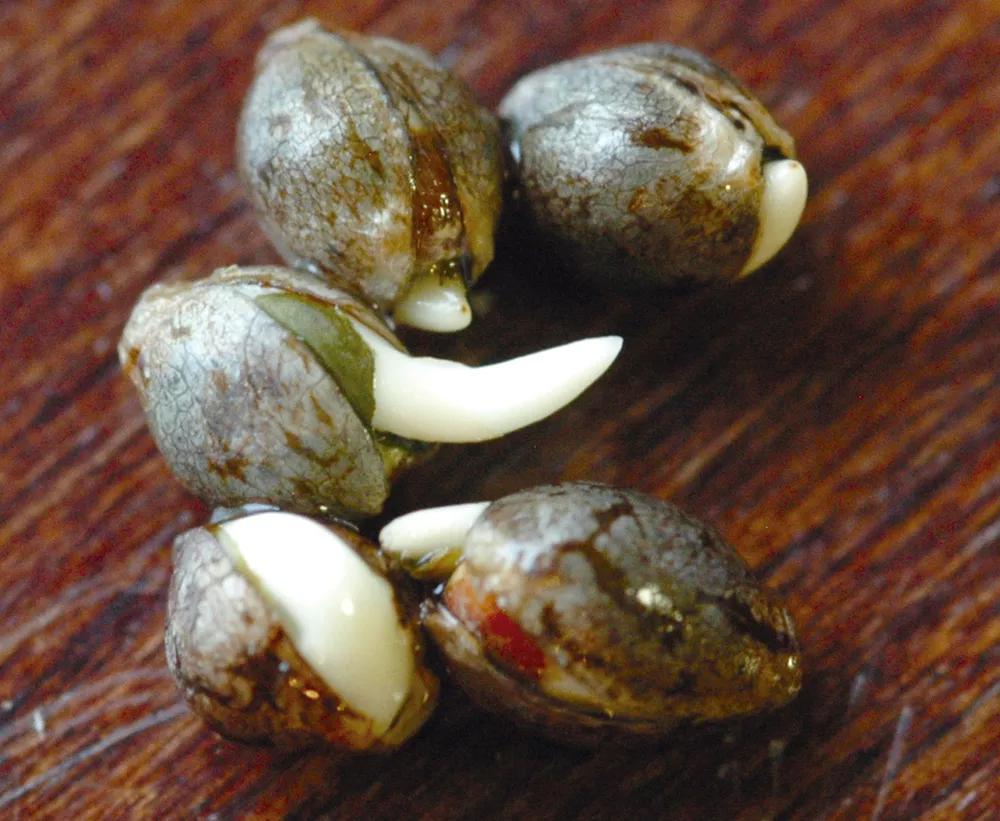 ¿Qué es el HHC y qué efectos tiene? El hexahidrocannabinol y su venta legal