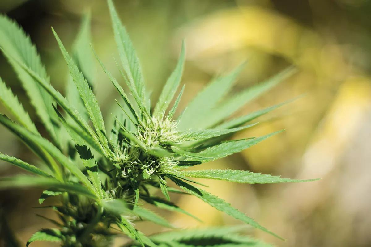 Uruguay: una década de cannabis legal