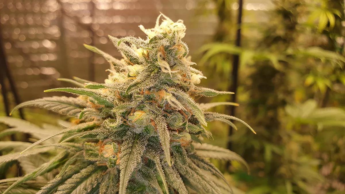Gorilla Runtz, una variedad explosiva con aroma tropical