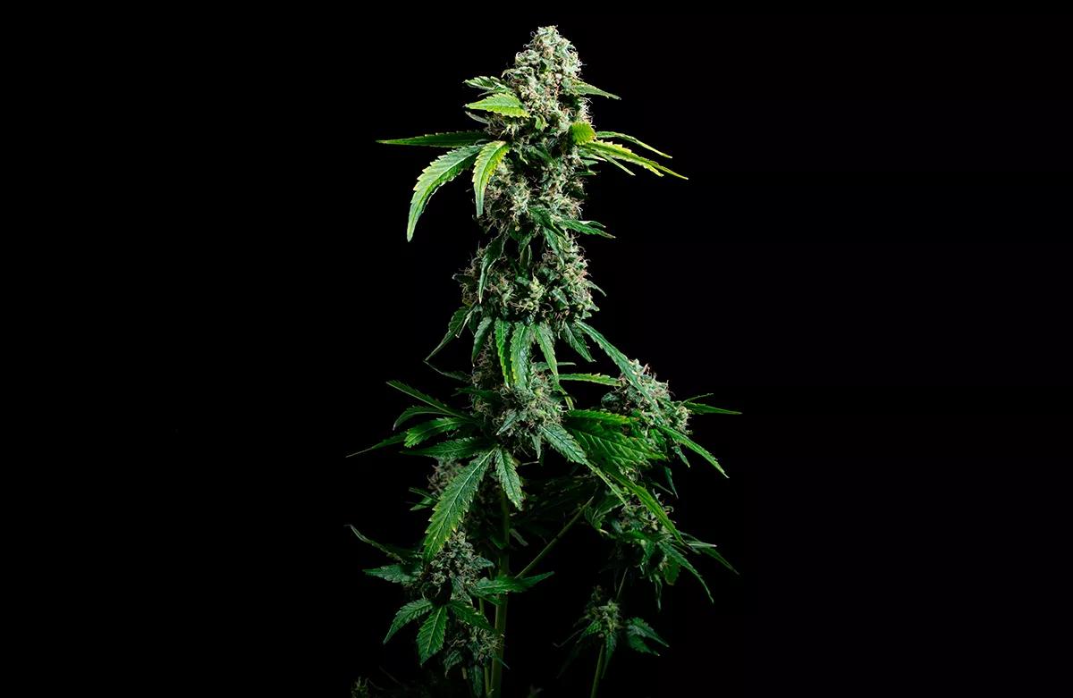 Hippo High Blimburn Seeds 