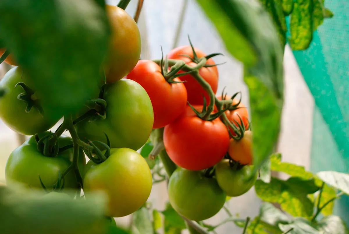 Compañías canadienses de cannabis se pasan a las frutas por la saturación del mercado 