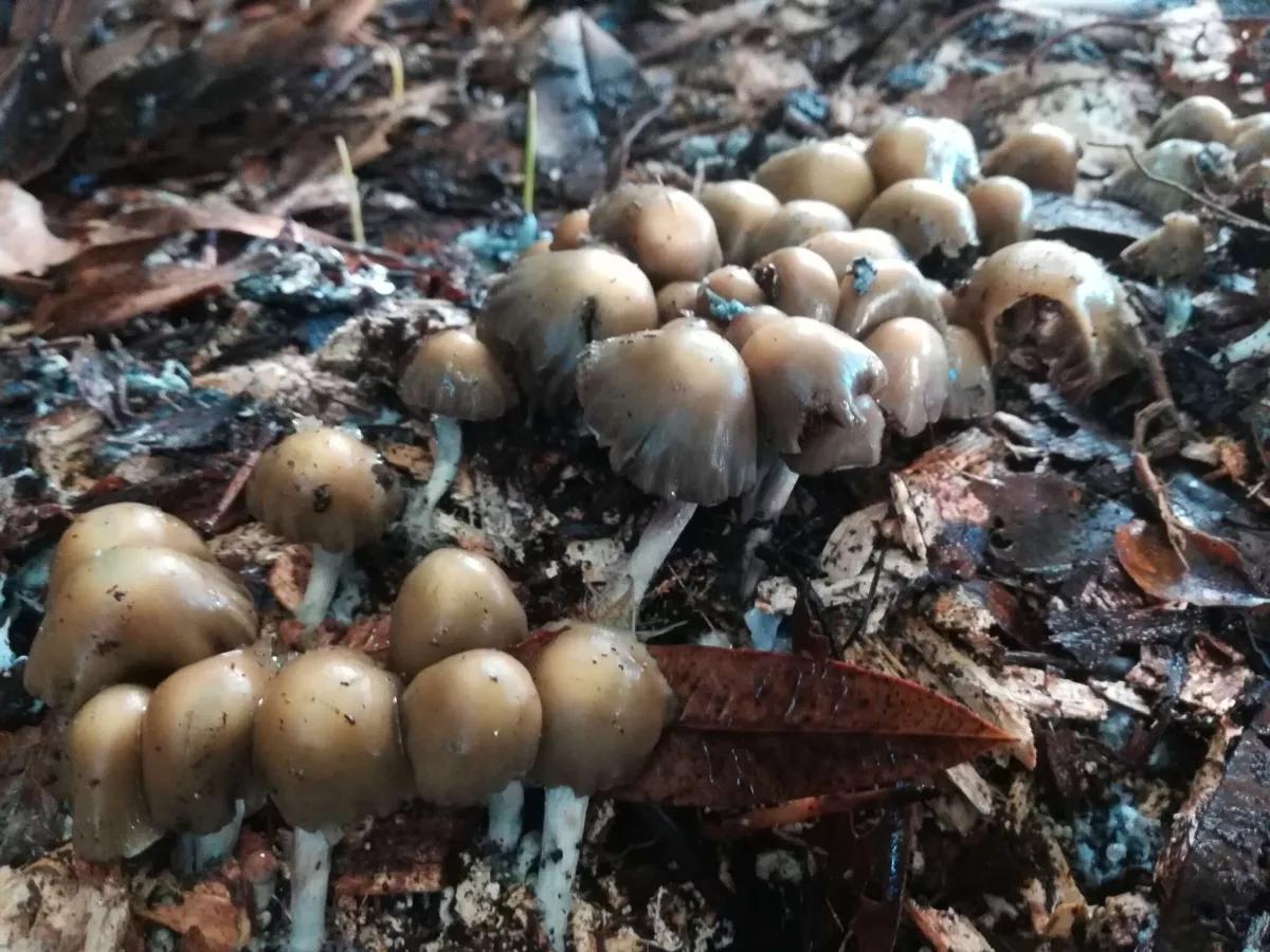 Nueva Zelanda autoriza el cultivo de hongos psilocybe autóctonos