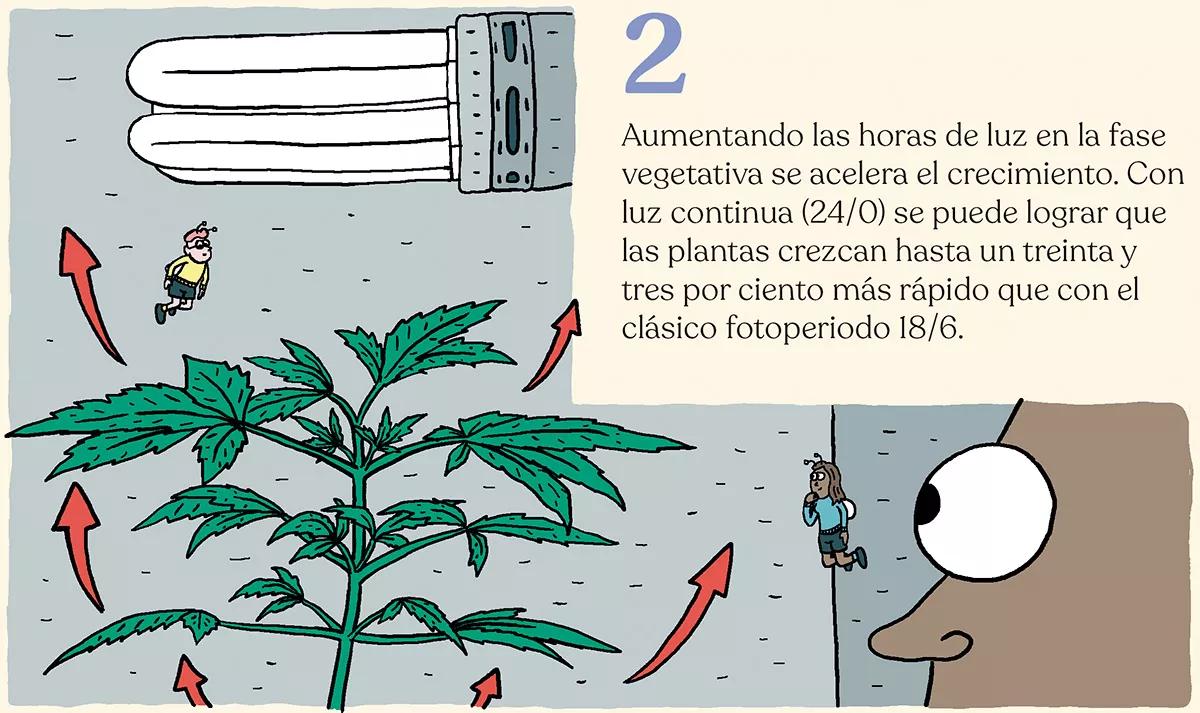 Nueve trucos para acelerar (o frenar) el crecimiento de las plantas en interior