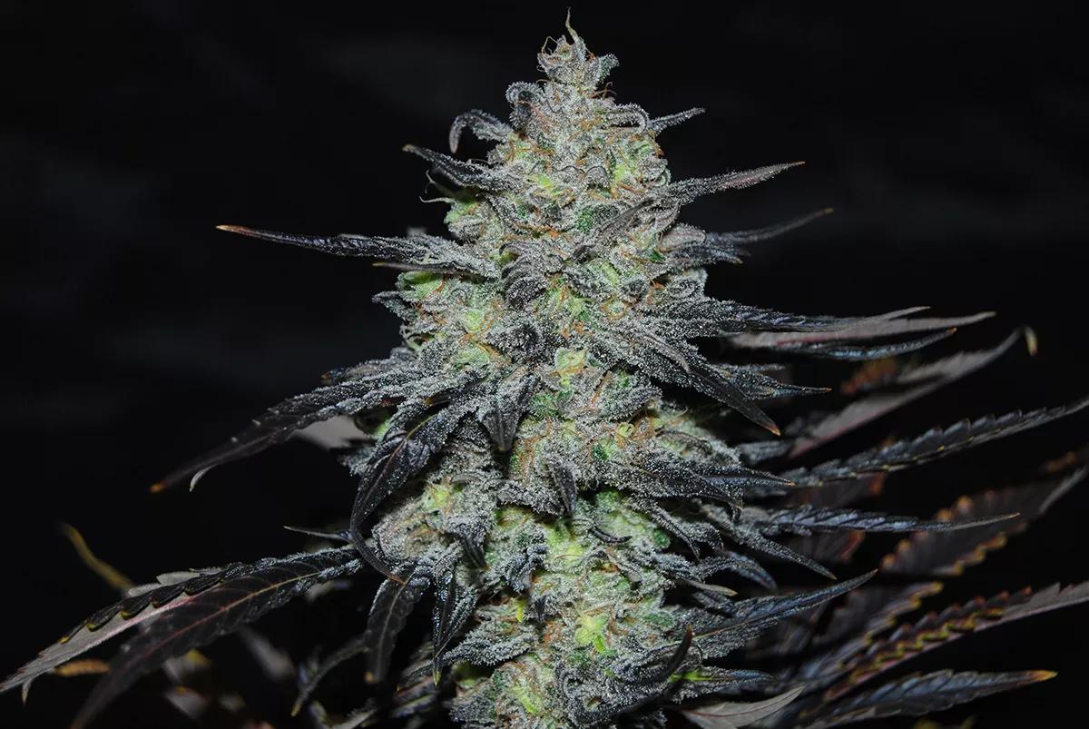 Golosa Delicious Seeds