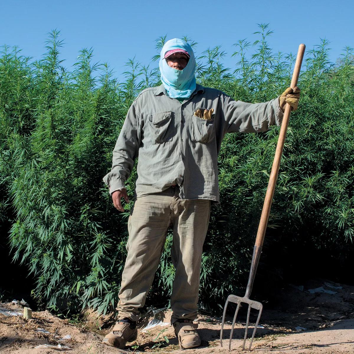 El cannabis argentino en la era de Milei