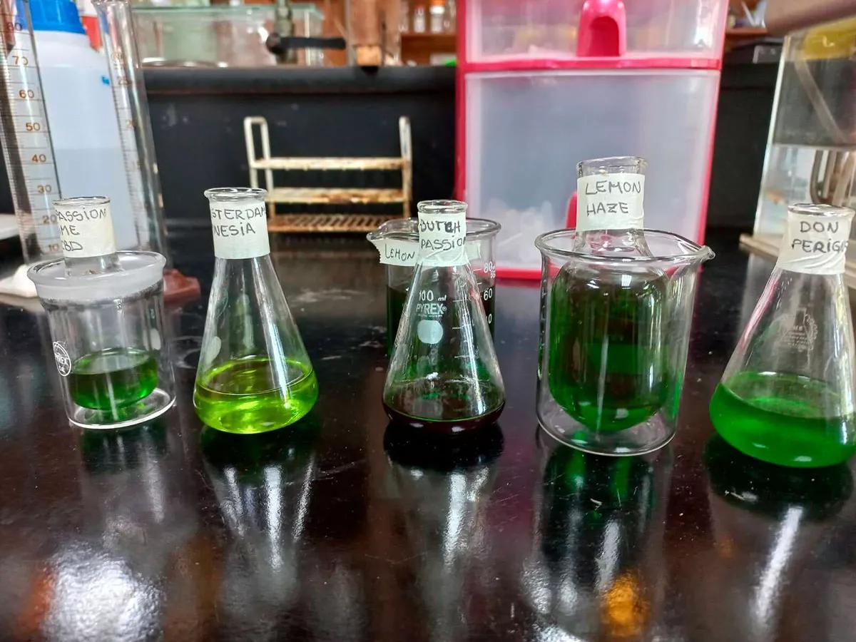 El cannabis podría ser utilizado para resolver crímenes