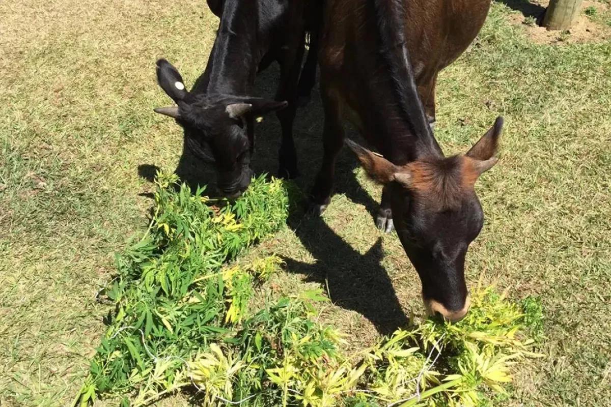 El alimento balanceado de cáñamo reduce el estrés en las vacas