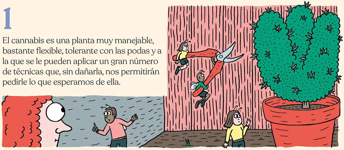 La simbiosis con la planta de cannabis 